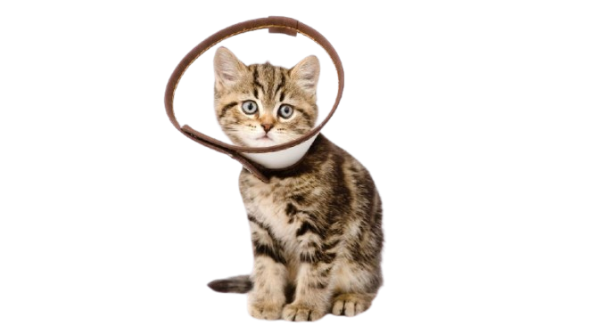 injured cat food