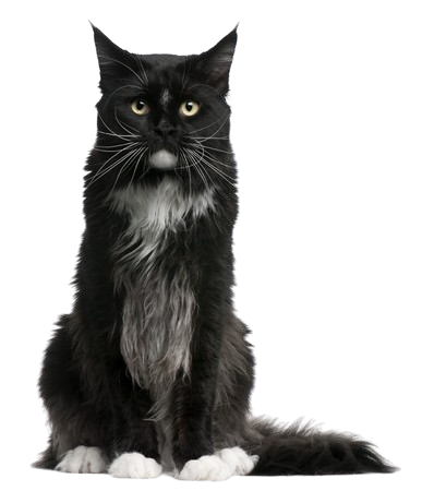 food for senior cats
